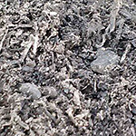 Mushroom compost