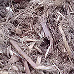 Red cedar bark